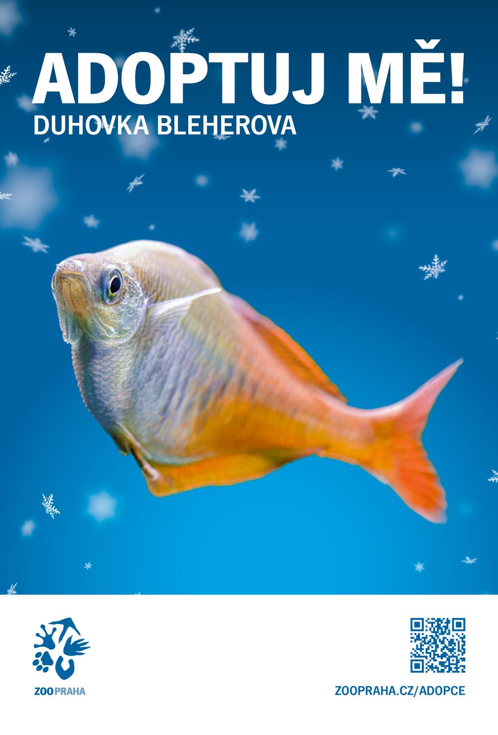 Foto_6_Duhovka_Bleherova_Adoptuj_me