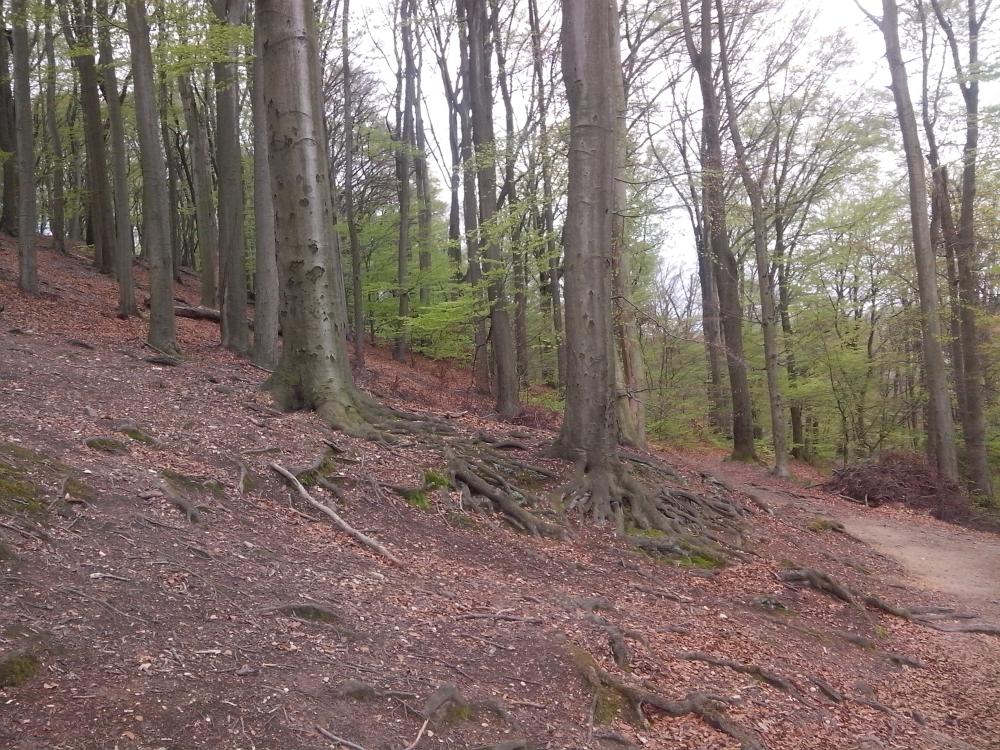 bučina ve svahu pod Letohrádkem směrem k Liboci