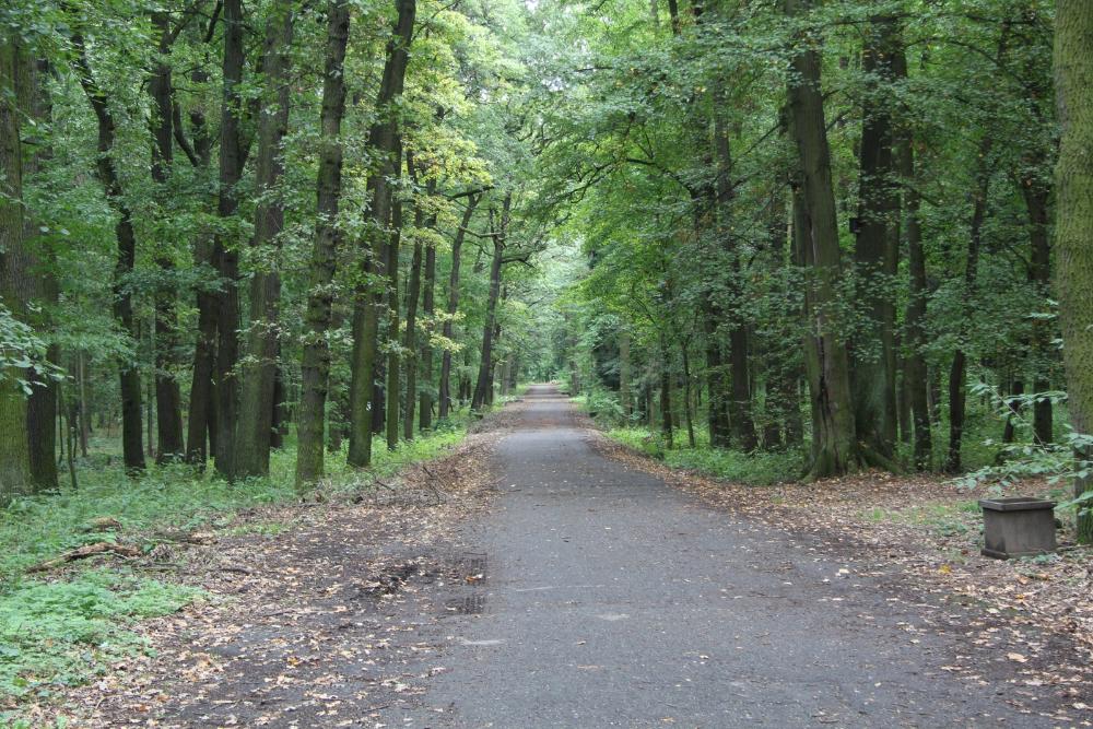 Hlavní cesta Milíčovským lesem