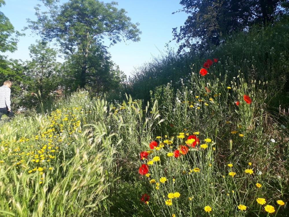 2958923_květnová louka z lučního osevu Paprsek, podél hlavního žul. schodiště k pam. Na Vítkově