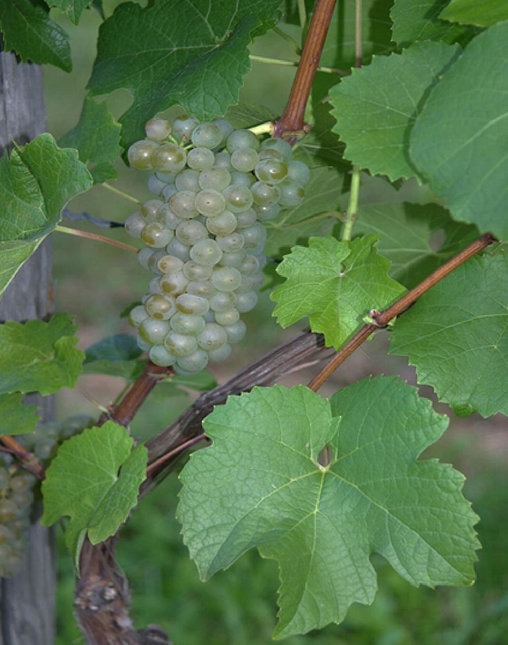 Viniční svah na Vrchu Vítkově nad Tachovským náměstím, réva vinná Merzling