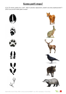EVVO infomateriály pro děti - spojovačka - Stopy zvířat, str.A plus ŘESENÍ, vícejazyčné 5/2022 (pdf)