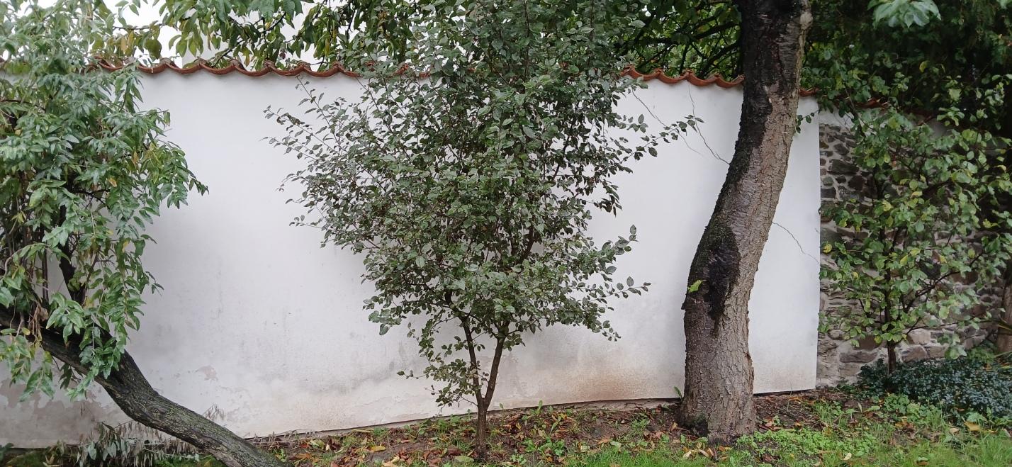 kostel sv. Prokopa_04