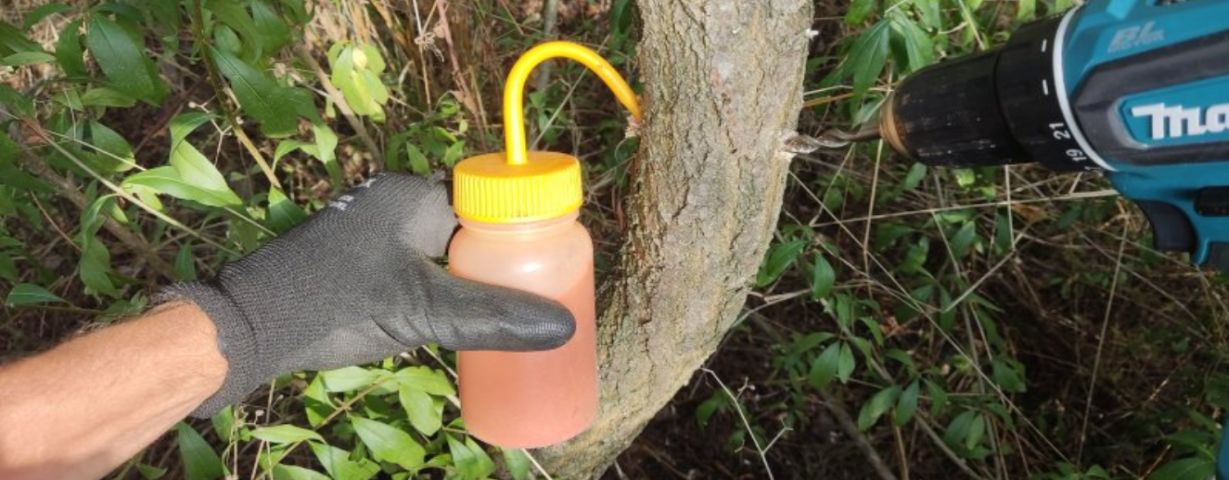 stromovka-ošetření-invazních-dřevin-2025