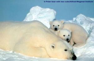 polarbear_samstrup_640_copyright_jpg