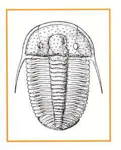 trilobit_jpg