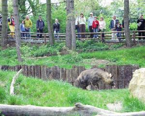 26.4.08 - zoo - hyena čabraková