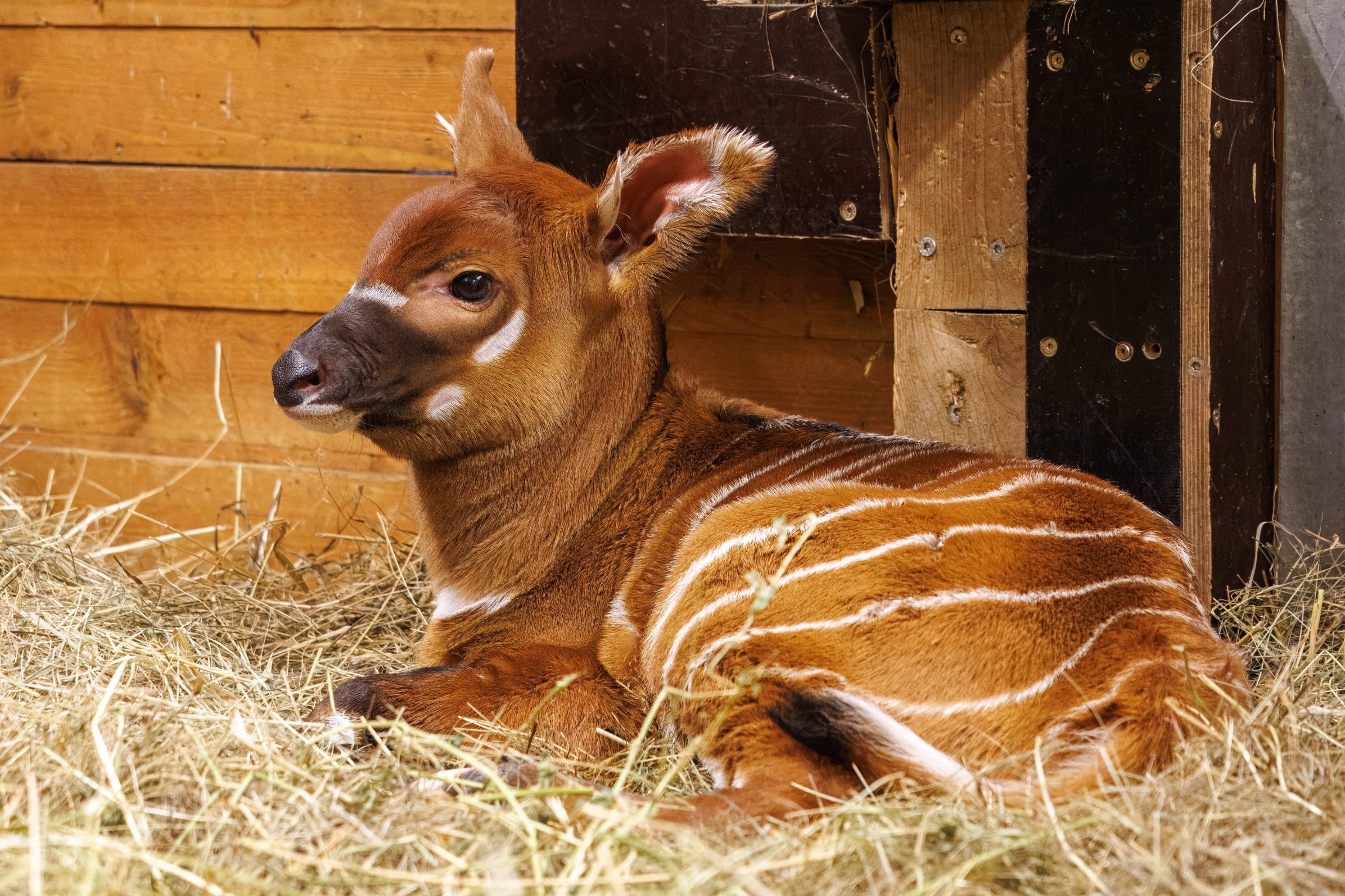 Bongo horský - nový přírůstek pražské zoo