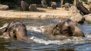 Koupání slonů indických Shanti a Gulab