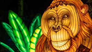 Lampionový orangutan