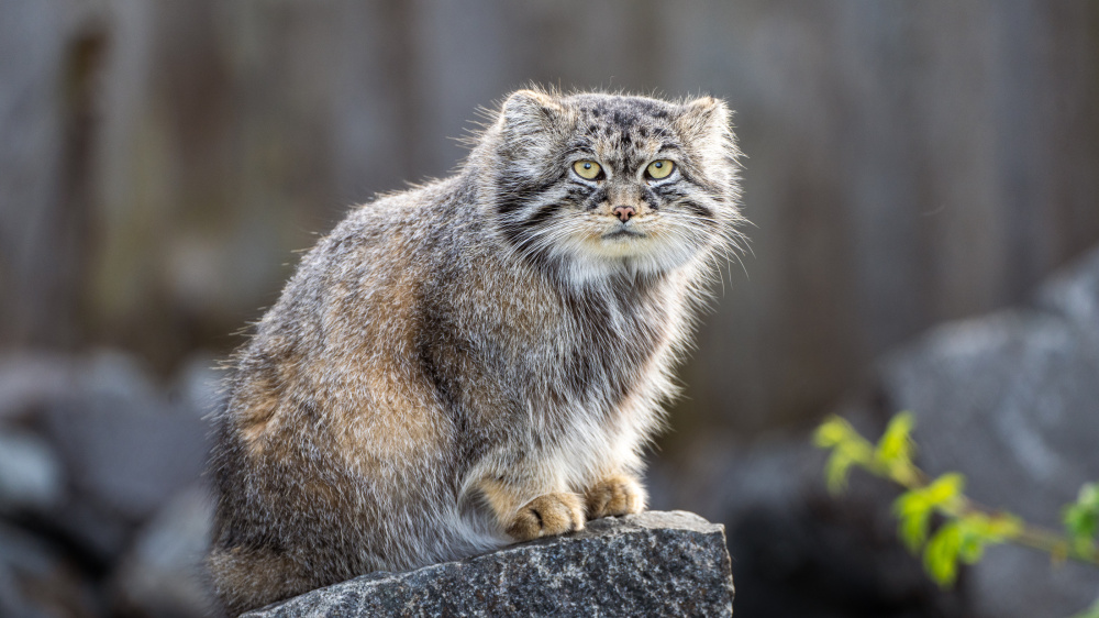 Manul