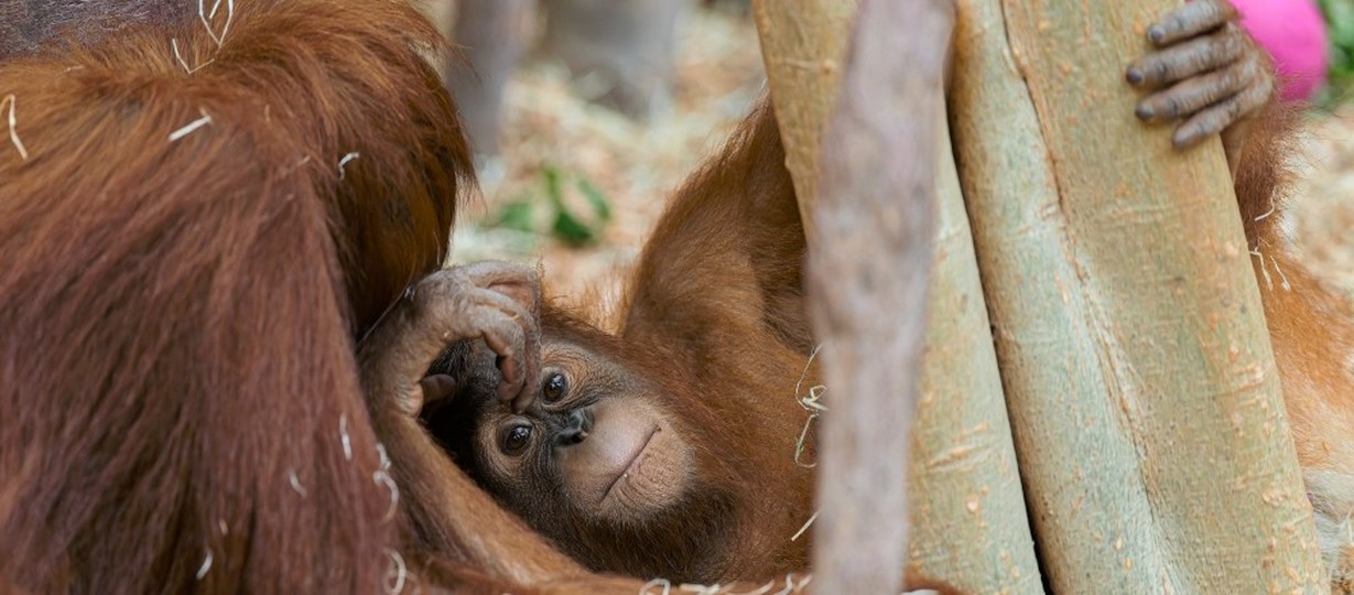 Orangutani v pražské zoo
