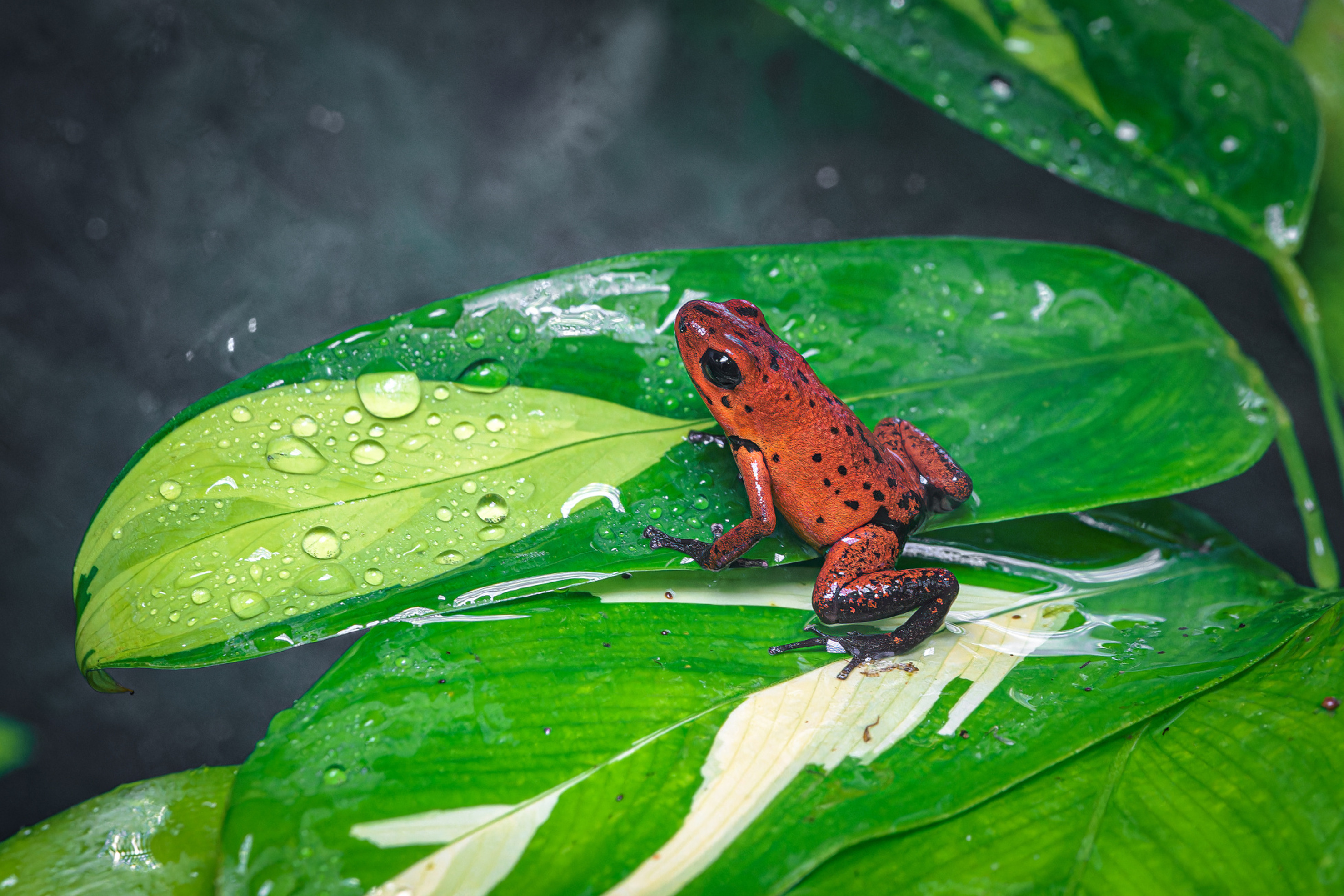 Pralesnička drobná