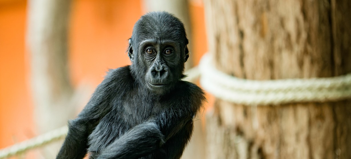 Samička gorily nížinné Gaia