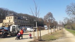 Obnovené stromořadí okrasných třešní na parteru před Šlechtovou restaurací, ilustr. foto