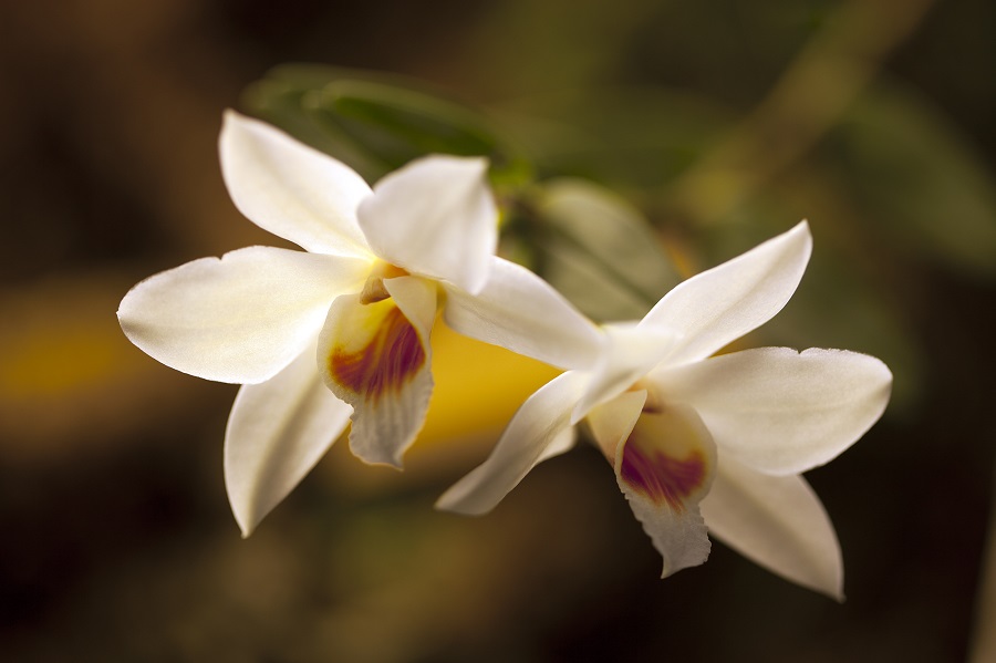 Botanická zahrada Praha - orchideje