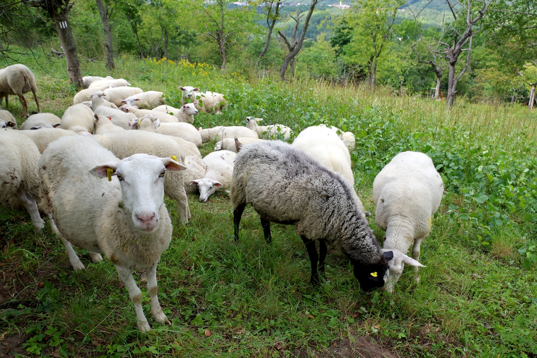 pasoucí se ovce a kozy v pražských chráněných územích