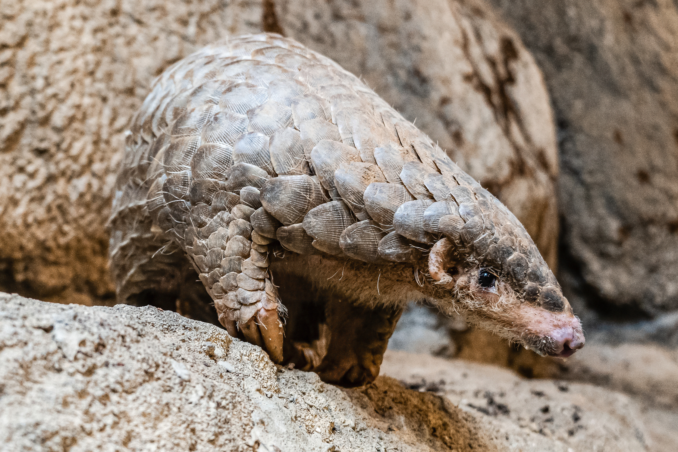 Samice Run Hou Tang v Taipei Zoo ještě před cestou do Prahy