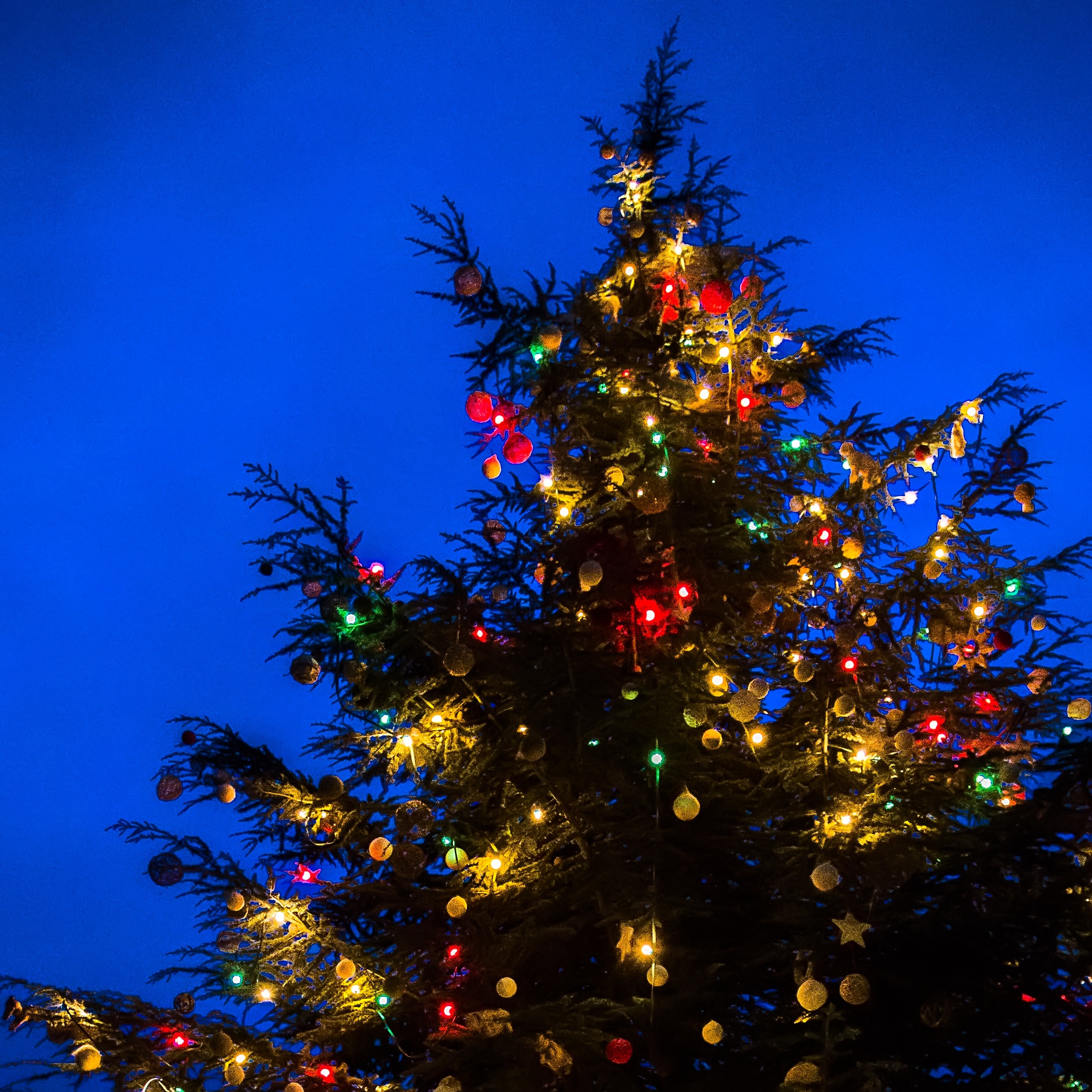 Rozsvěcení vánočního stromu v zoo Praha