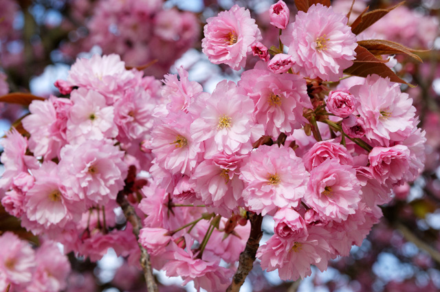 rekonstr.  stromořadí v ul. V Olšinách, Prunus serrulata „Kanzan“ (foto: Google)