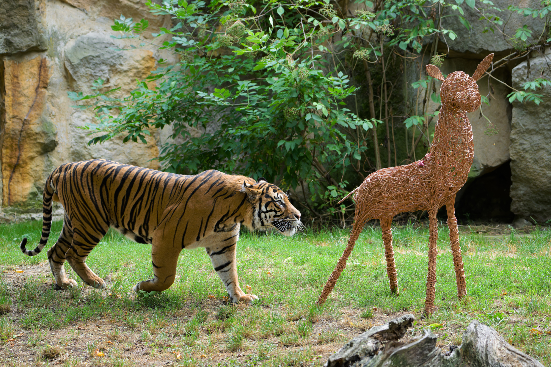 Tygr sumaterský Achilles
