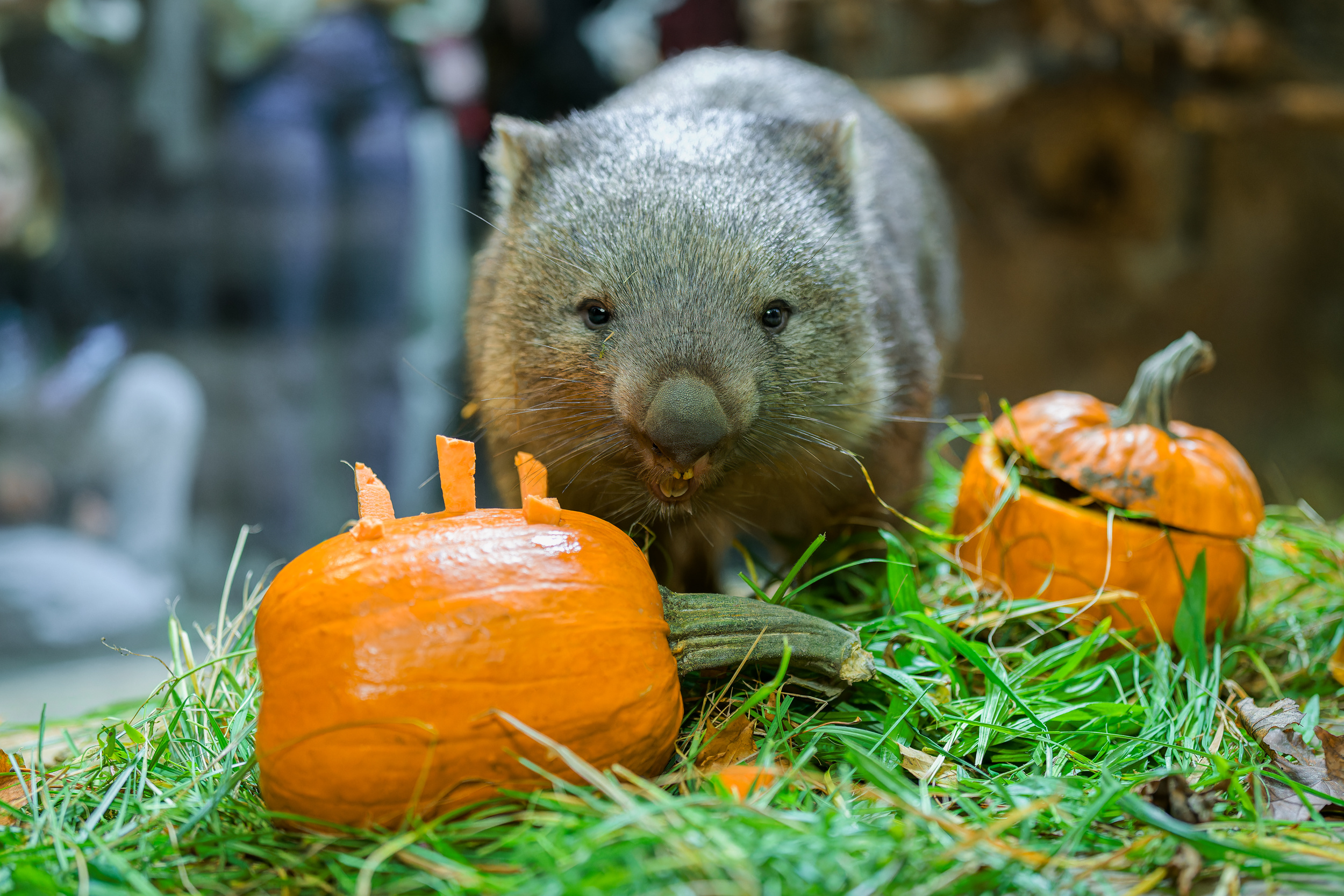 Dýňové hody u vombatů