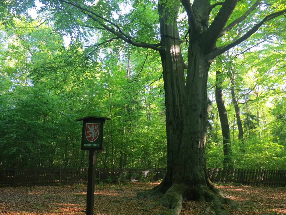 Ilustrační foto k výtvarné soutěži Stromy kolem nás