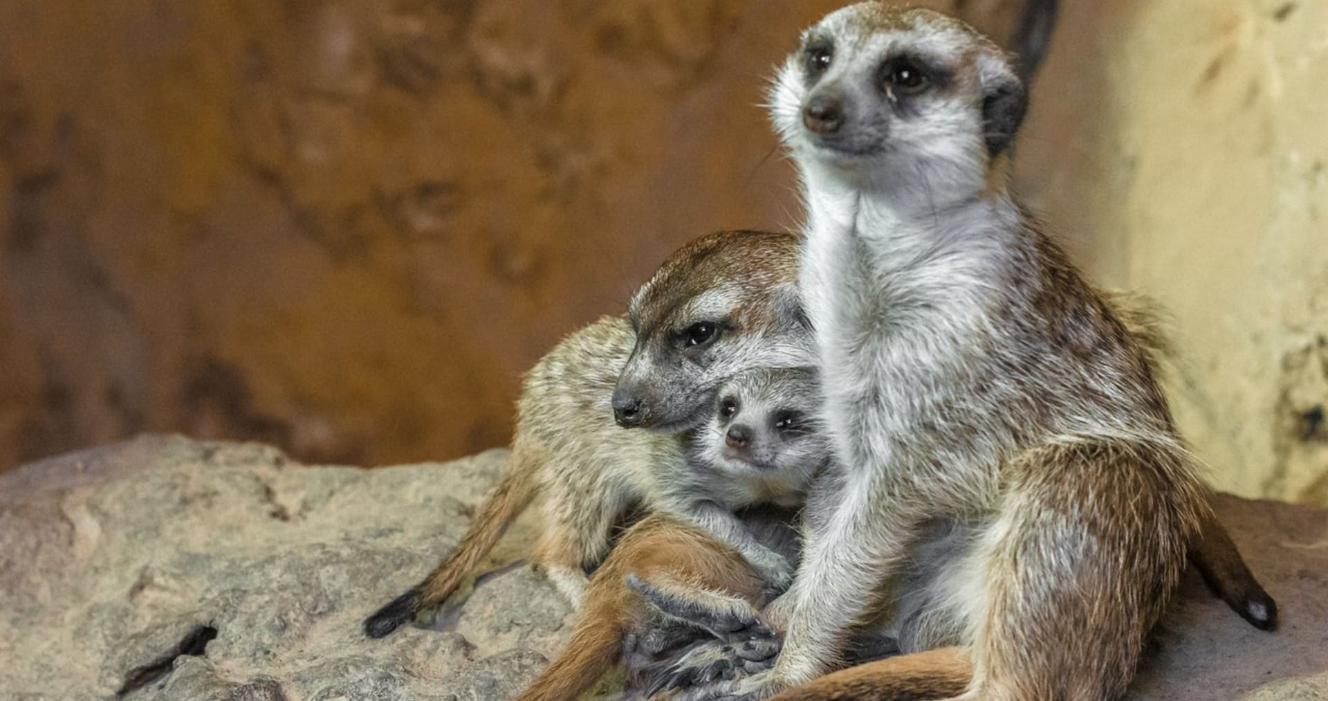 Surikaty v pražské zoo